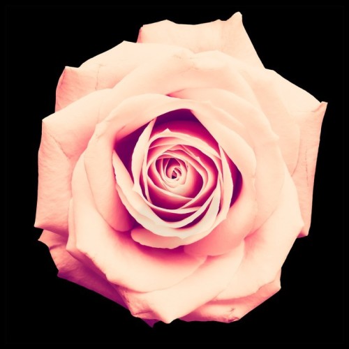 Fototapeta Vintage Rose on Black
