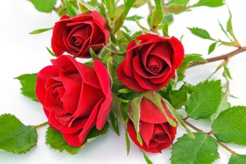 Fototapeta Rose Rosse