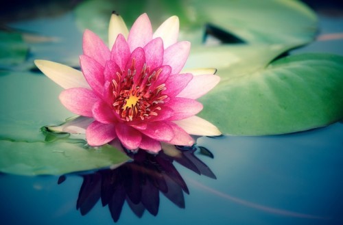 Fototapeta Pink lotus