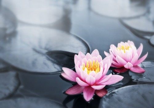 Fototapeta Lotus kwiaty