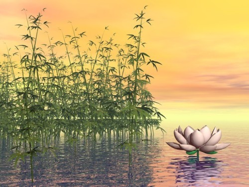 Fototapeta Zen przyrodzie - 3D render