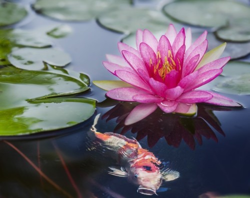 Fototapeta Pink lotus