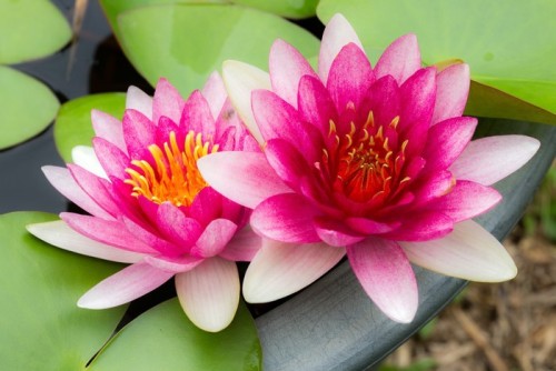 Fototapeta Twin Lotus