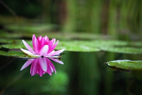 Fototapeta Różowy Waterlily
