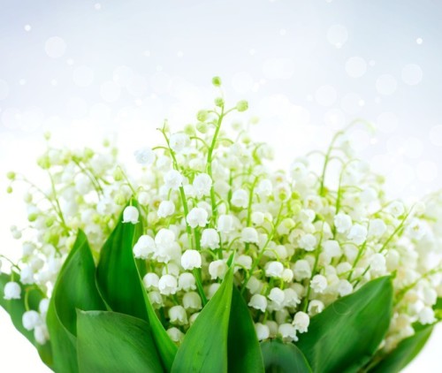 Fototapeta Lily-of-the-valley Flower Design. Bukiet białe kwiaty wiosny