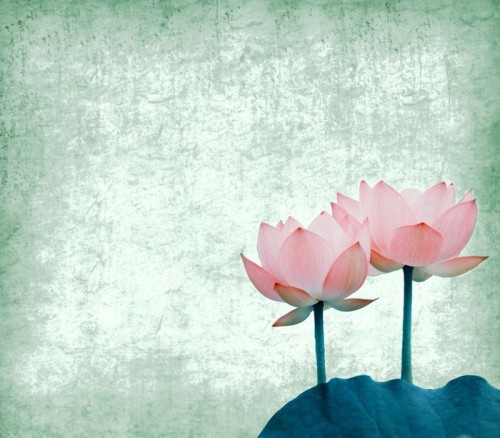 Fototapeta Water Lily na grunge teksturą tle