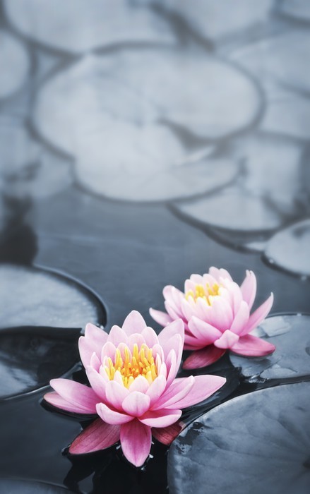 Fototapeta Lotus kwiaty