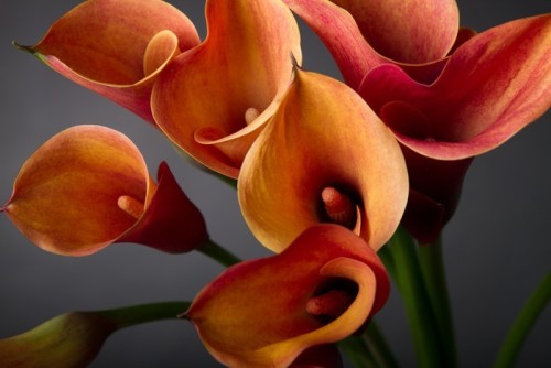 Fototapeta Pomarańczowe Kalie (Zantedeschia) ponad czarny