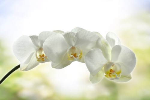 Fototapeta Orchidea