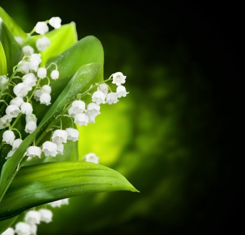 Fototapeta Lily-of-the-valley kwiaty projekt
