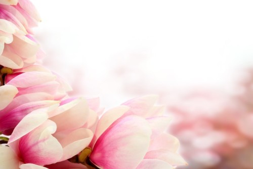 Fototapeta Magnolia