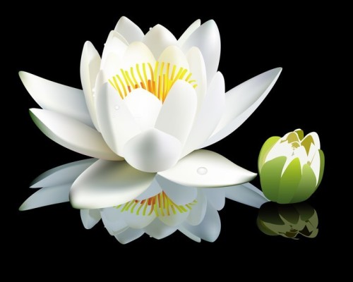 Fototapeta White water-lily kwiat i pączek