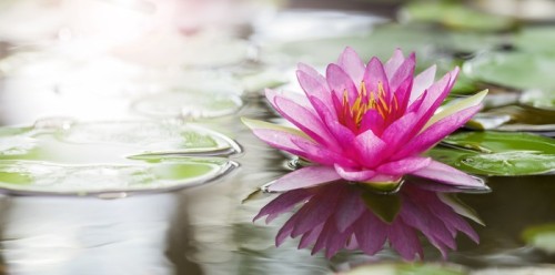 Fototapeta Pink lotus