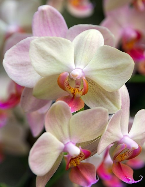 Fototapeta Kwiat orchidei