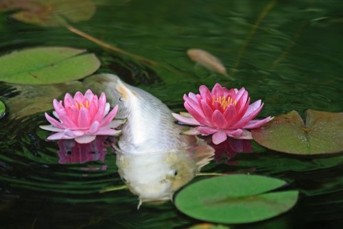 Fototapeta Koi pond