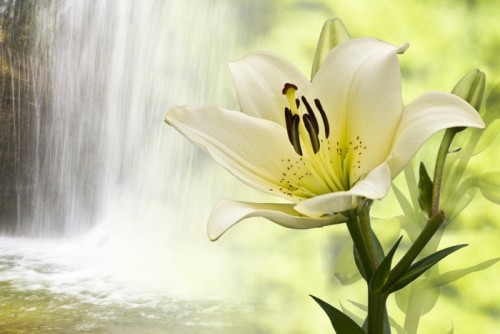 Fototapeta Sparkling Lily