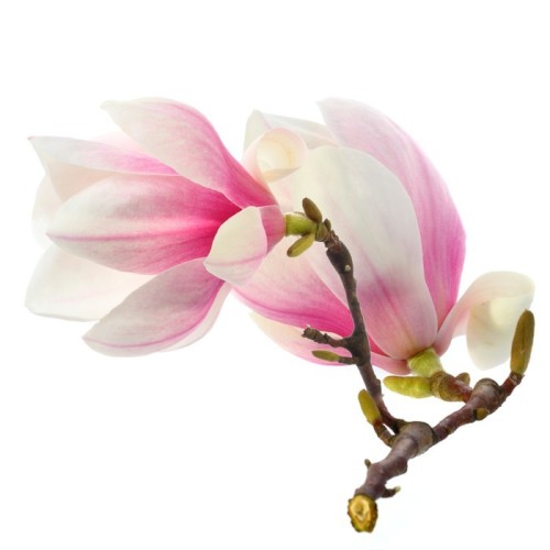 Fototapeta Magnolia