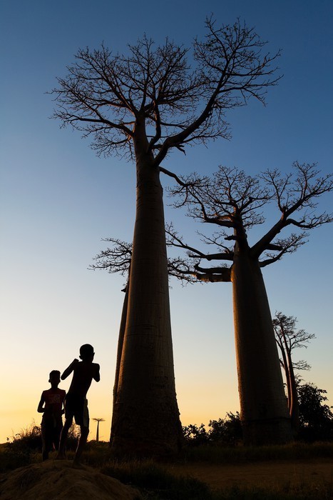 Fototapeta Baobab Aleja, Madagaskar
