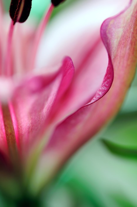 Fototapeta Closeup z różowego lily