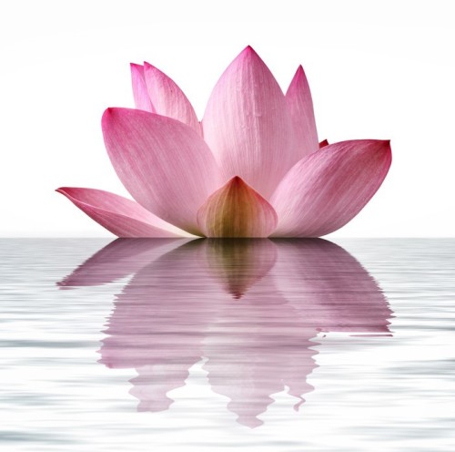 Fototapeta Pływający Lotus