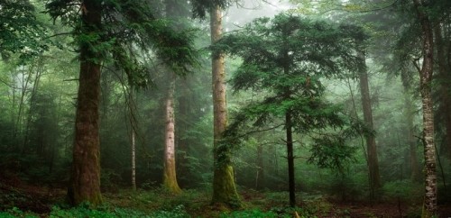 Fototapeta Petit sapin dans un sous bois