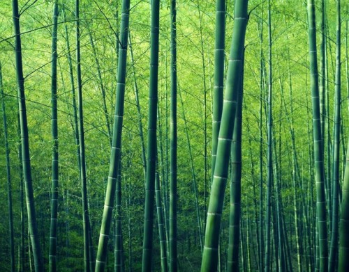 Fototapeta Bamboo Forest Drzewa Natura Koncept