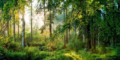 Fototapeta Sonnenaufgang im wald