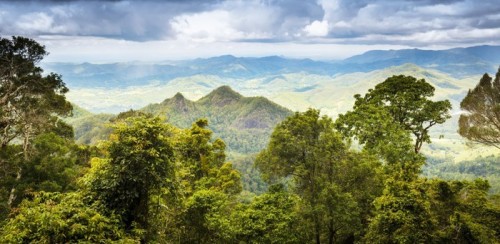 Fototapeta Queensland Rainforest