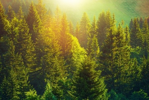 Fototapeta Lato w alpejskim lesie