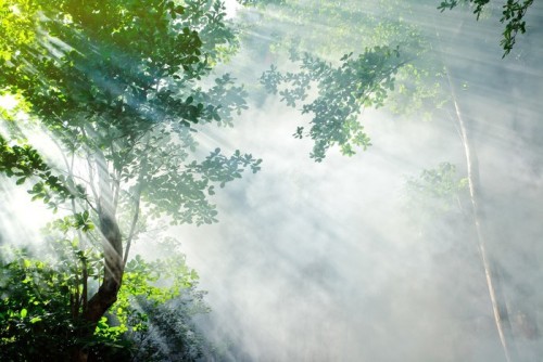 Fototapeta Piękny poranek tropikalny las Sunbeam