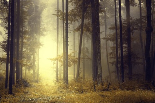 Fototapeta Fantasy pomarańczowa lampka las