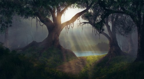 Fototapeta Sun rays in the forest