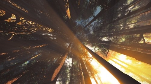 Fototapeta Mystic fantasy woods lightrays niski kąt