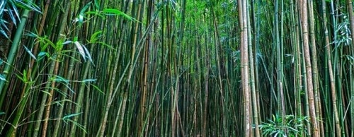 Fototapeta Bambusowy forrest