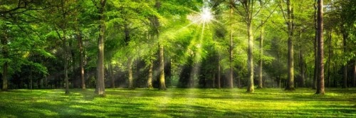 Fototapeta Grünes wald panorama im sonnenlicht