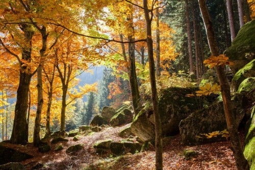 Fototapeta Las jesienią