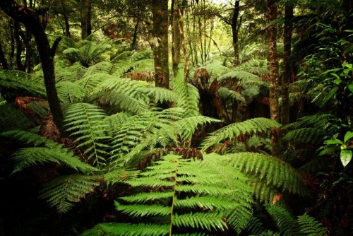 Fototapeta Starożytny rainforest