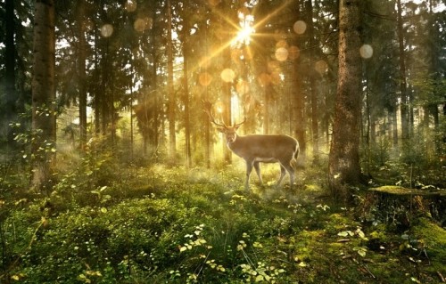 Fototapeta Hirsch in nebligem wald