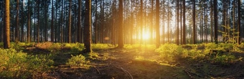 Fototapeta Panorama wald mit bei sonnenuntergang