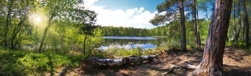 Fototapeta Leśna panorama nad brzegiem jeziora