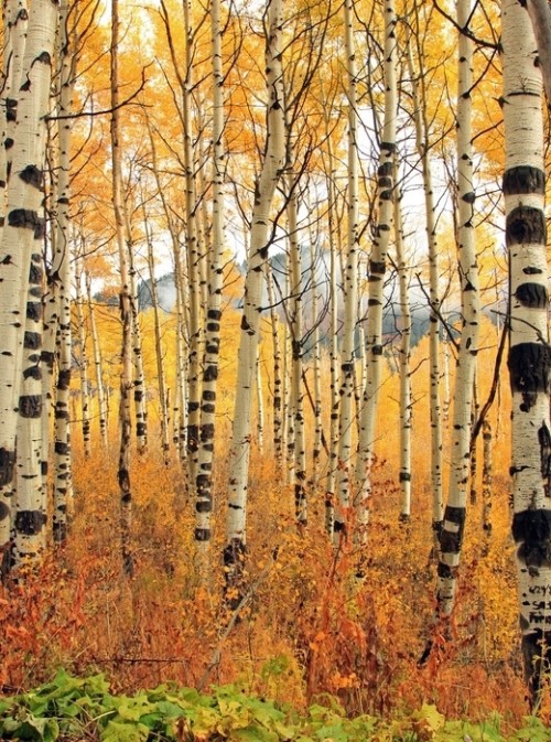 Fototapeta Żółty spadek osika upadek, utah, usa.