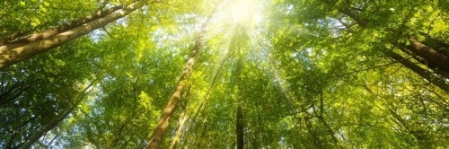 Fototapeta Wald panorama mit sonnenstrahlen - banner