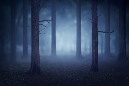 Fototapeta Las z mnóstwem drzew i mgły