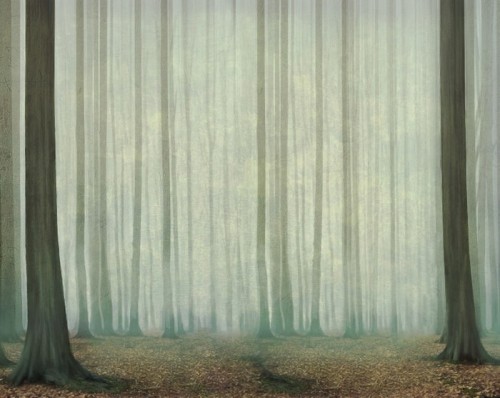 Fototapeta Misty wieczorem w lesie