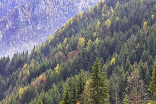 Fototapeta Dziewicza las mieszany z pięknych żółtych i pomarańczowych modrzewi.