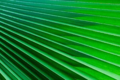 Fototapeta Palm Tree Background