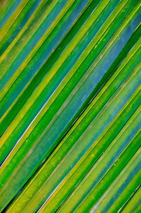 Fototapeta Tle palm