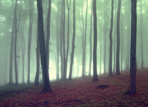 Fototapeta Mgła w pięknym lesie