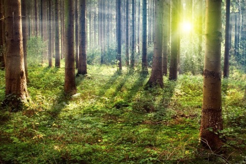 Fototapeta Las zachód słońca