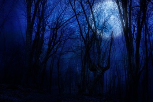 Fototapeta Agaist ciemny las noc pełni księżyca